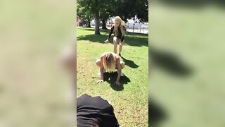 Playing leapfrog in the park with a nice surprise at the end - Hold the Moan