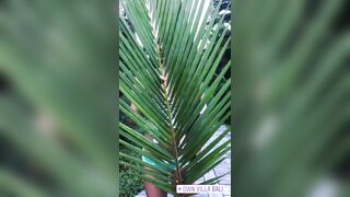 behind the Palm Tree Leaf